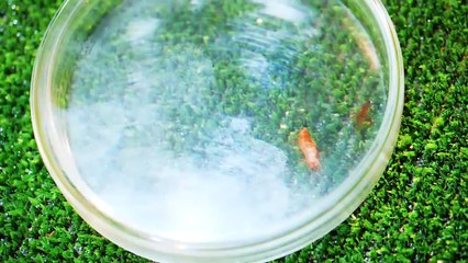 1000 Cockroaches Versus 1000 Ants... Who Will Win_