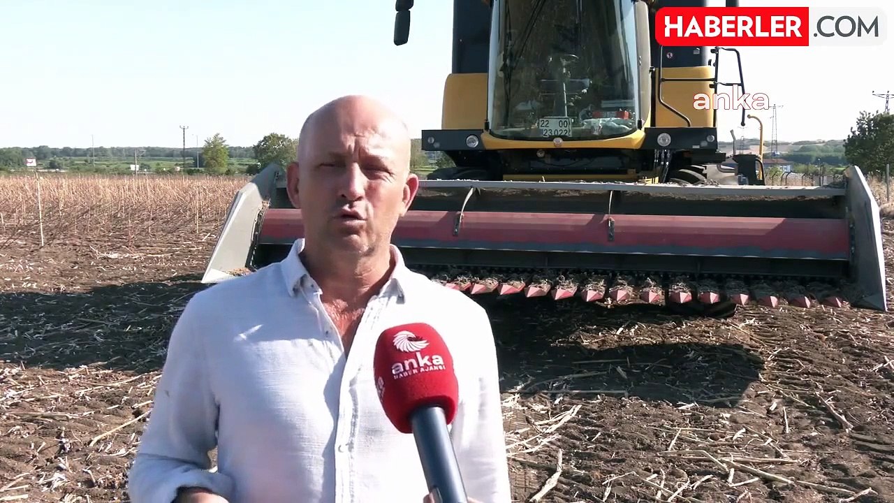 Edirne'de Kuraklık Ayçiçeği, Buğday ve Çeltik Üretimini Olumsuz Etkiledi