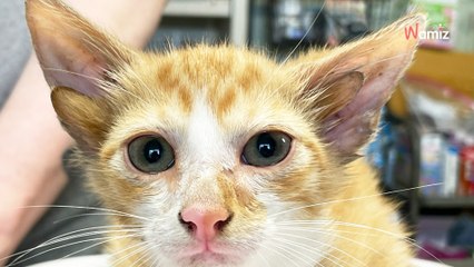 Une association recueille un chaton avec une particularité très rare et décide de lui donner un nom parfait !