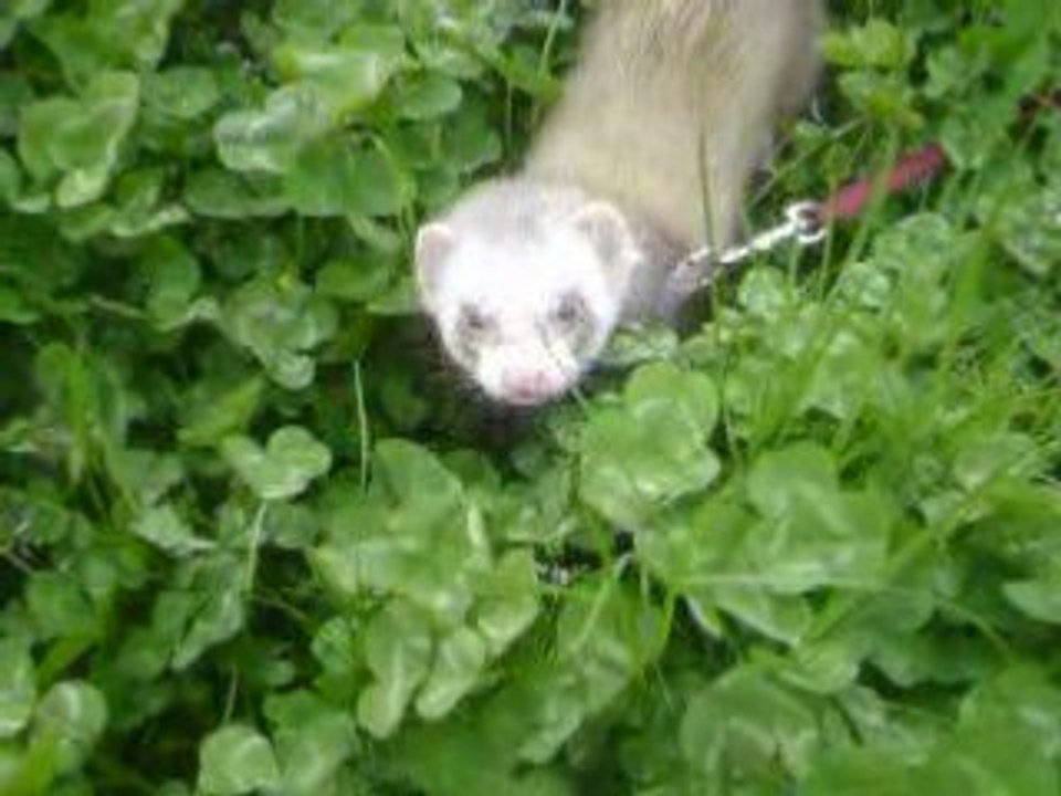petits jeux dans l'herbe mouillée (5)