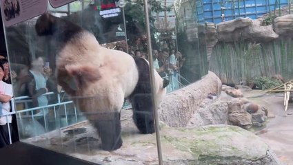 Cheeky panda aims pee at visitors to Chinese zoo