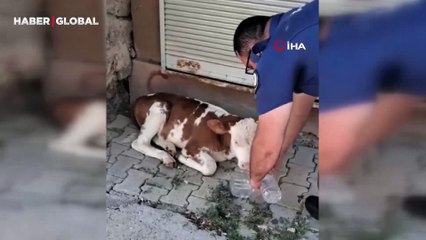 Kaybolan ninik buzağıya polisten şefkat eli