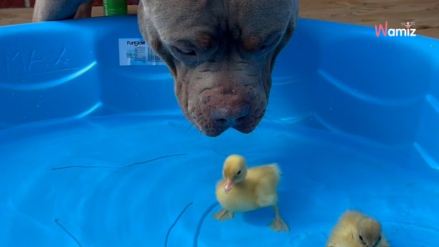 Le chien géant repère deux petits intrus dans la piscine : 5M de personnes hallucinent devant sa réaction (vidéo)