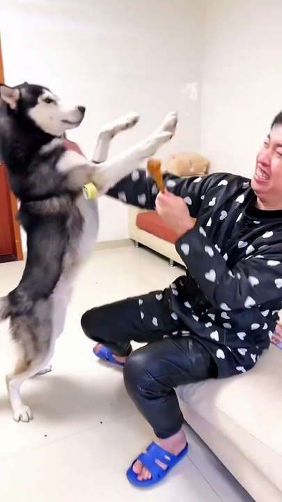 Funny dog