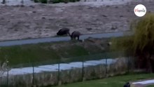 Ein Paar beobachtet eine Wildschweinfamilie: Es ahnt nicht, dass ihm ein Albtraum bevorsteht
