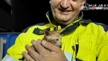 Video. Dopo quasi tre ore di operazione, i vigili del fuoco vedono qualcosa di incredibile