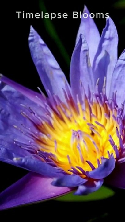 Bangladeshi Especial 4K Water lily #flower #blooming #timelapseblooms #shorts #viral #1