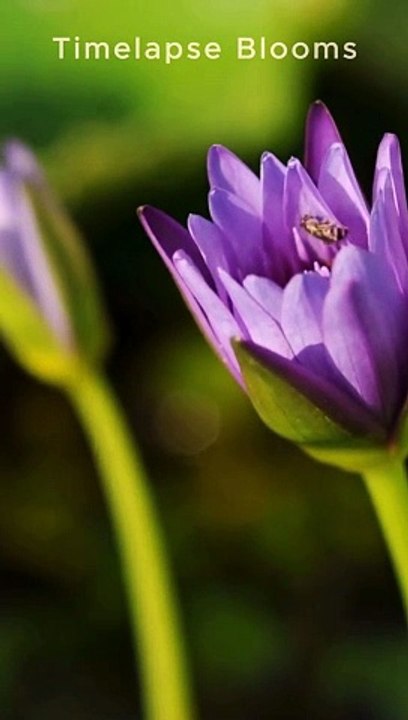 Bangladeshi Especial 4K Water lily #flower #blooming #timelapseblooms #shorts #viral #3