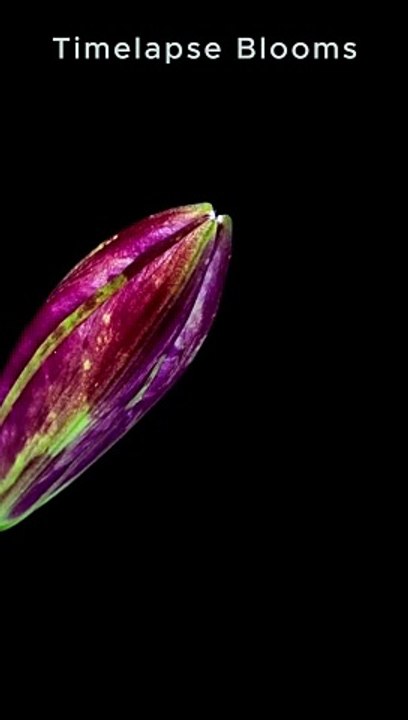 Bangladeshi Especial 4K Water lily #flower #blooming #timelapseblooms #shorts #viral #4