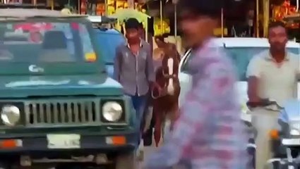 Lion Hunting Video_ Forest Animal Video _ Lion vs other animal #wildanimal #lionhunting #Lionfight