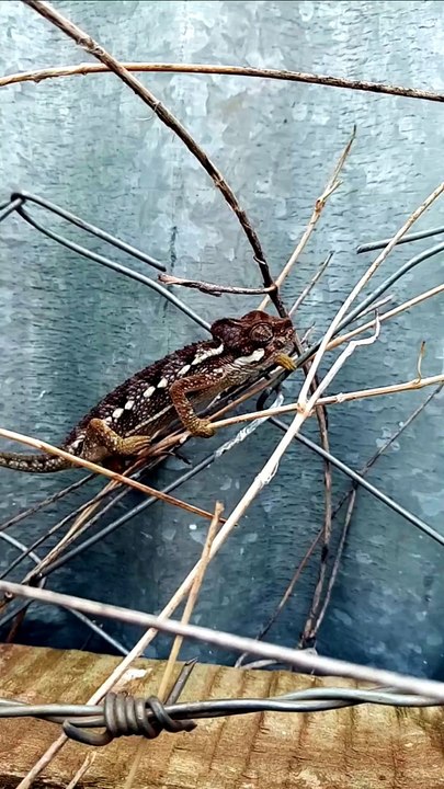 Lizard