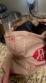 Kitten Peaks His Head Out From Carry Bag When Owner Teases Him