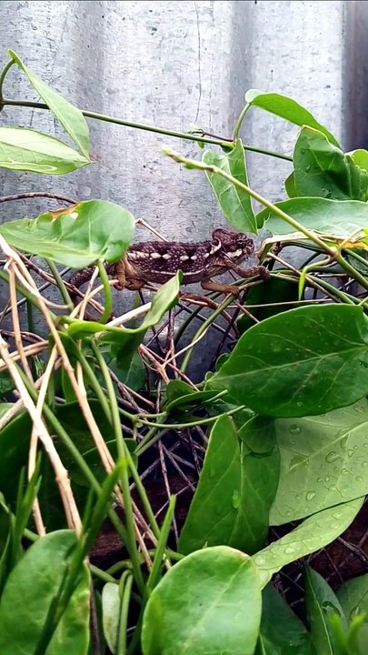 Lizard