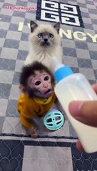 Funny Animals Feeding Milk