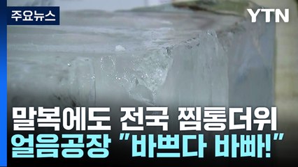 "말복에는 삼계탕"...얼음 공장 "바쁘다 바빠!" / YTN