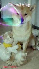 friend ship  #youtube #cuteanimal #viral #shorts #0023 @star_14672