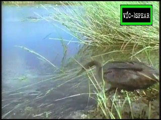 Los Everglades: Regreso al Infierno - Documental (1999) Español Latino