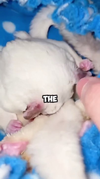 They are loved by many. #pets #cute #love #healing #warming #touch #shortvideo #shortvideo