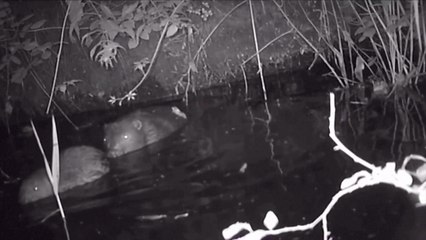 Footage Captures Rare Baby Beaver Taking a Dip in London!