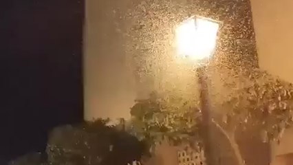 Plaga de mosquitos en La Puebla del Río
