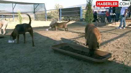 Kuşadası'nda sokak köpekleri için özel barınak