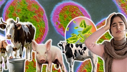 Malta Fever ‘Brucellosis’ Kya Hai | Malta Fever Symptoms & Treatment | Brucellosis Infection