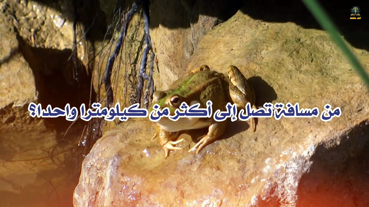 اكتشف الاسم الغريب لصوت الضفدع في هذا الفيديو!