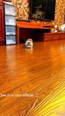 See me entertainment, cute cats,pets animals.