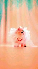 See me entertainment, cute cats,pets animals.