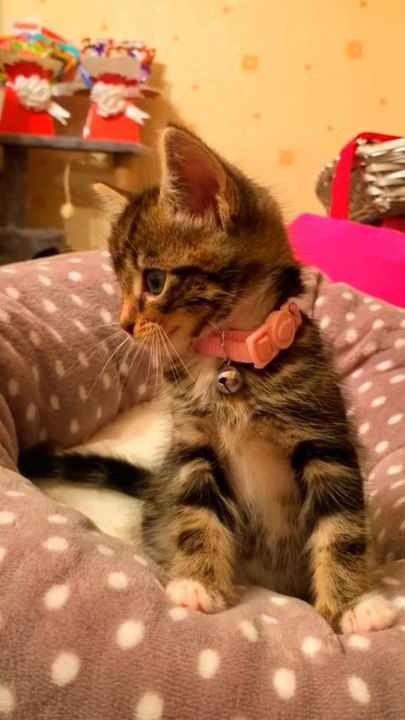 See me entertainment, cute cats,pets animals.