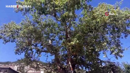 350 yıllık çınar ağacı bakıma alındı