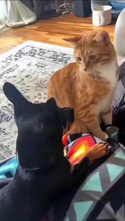 funny cats episode 106