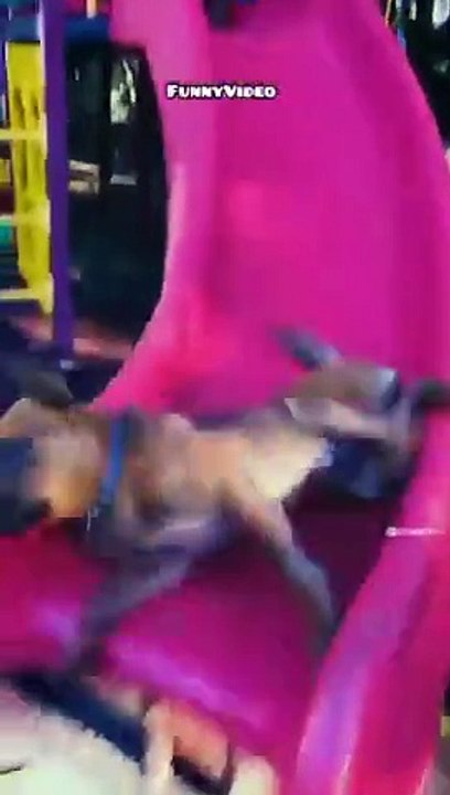 funny cats episode 107