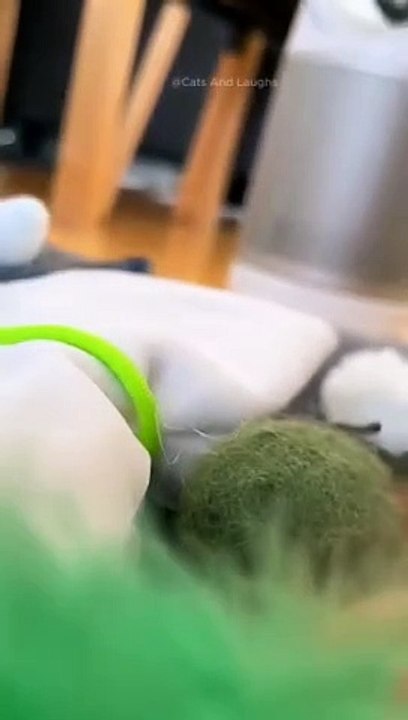 funny cats episode 109