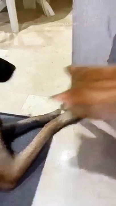 funny cats episode 110