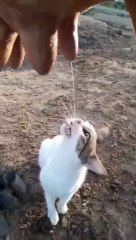 Cat_Thirsts_For_Fresh_Cow_Milk____ViralHog
