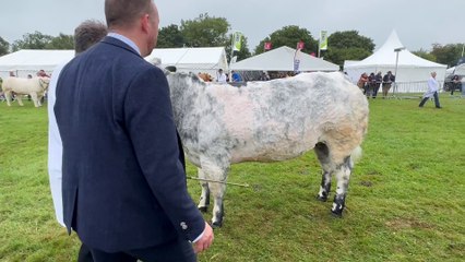 Cattle being judged at the Okehampton Show, video by Alan Quick IMG_9434