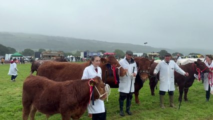 Cattle arriving into the main ring for the Grand Parade at the Okehampton Show, video by Alan Quick IMG_9566
