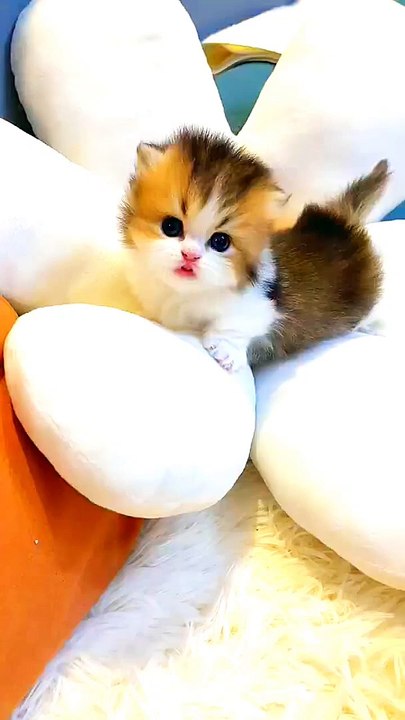 Cat of children krowing #naturalbeauty933#natural#beauty#night#hotvideo#height#newvideo#trendingvideo#trendvideo#trendingtrendingvideo#livevideo#noce #beautiful#