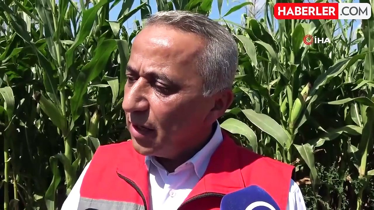 Bafra Ovası'nda 80 bin dekar alanda silajlık mısır hasadı başladı