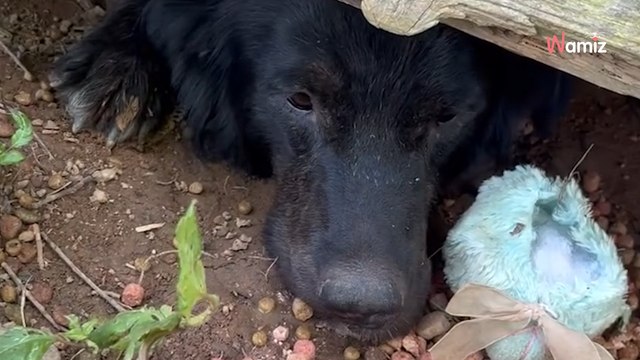 Ce chien abandonné garde son trésor le plus précieux : les sauveteurs doivent trouver une ruse pour l'aider (vidéo)
