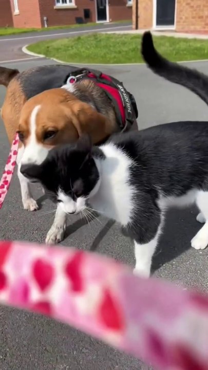 Dogs vs. Cats ‍⬛️