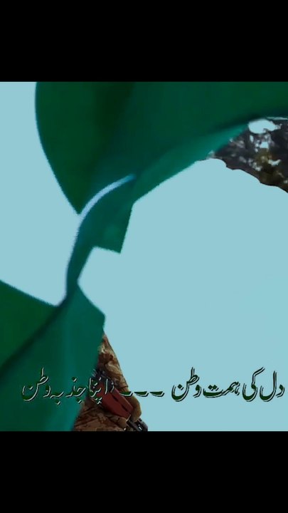 Happy Independence Day  Pakistan Zindabad | New National Song 2024 | Pakistan Army Zindabad | Pak Army Status | IASPR Status