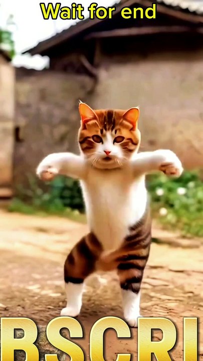 Cat donce short video