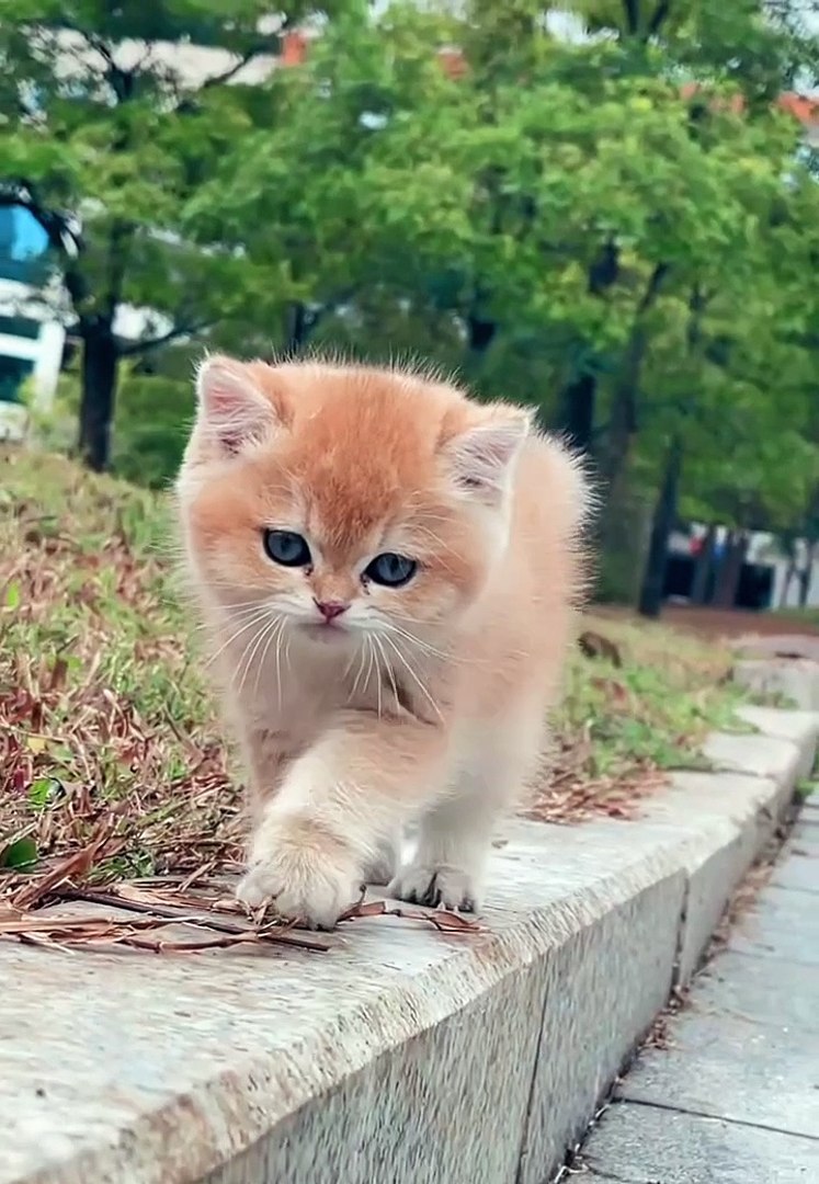 Cat Videos|Cats Funny|Cute Cats