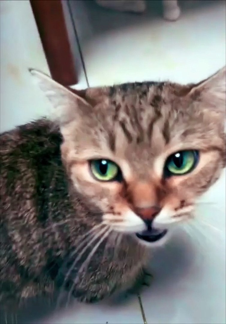 Cat Videos|Cats Funny|Cute Cats