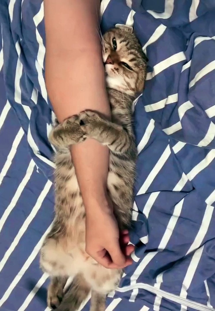 Cat Videos|Cats Funny|Cute Cats