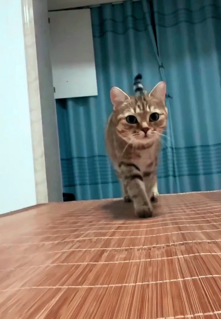 Cat Videos|Cats Funny|Cute Cats