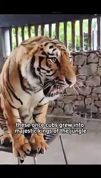 Wildlife #shorts #shortsvideo #animals #animalshorts #cuteanimals #rescue #healing #animalrescue #cute