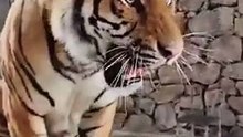 Wildlife #shorts #shortsvideo #animals #animalshorts #cuteanimals #rescue #healing #animalrescue #cute